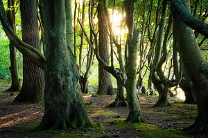 Lumière dans la forêt des contes de fées sur Martin Wasilewski