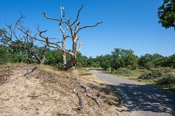 Duinlandschap Kennemerduinen van Peter Bartelings