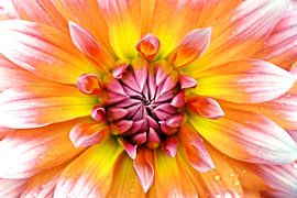 een dahlia bloem van Werner Lehmann