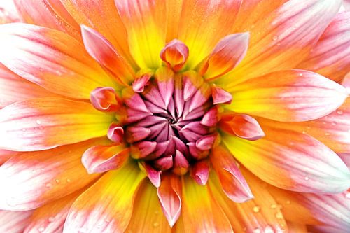 a dahlia flower
