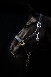 Das schwarze Pferd 2 von Pieter den Oudsten