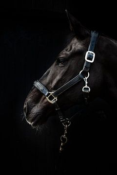 Het Zwarte Paard 2 van Pieter den Oudsten