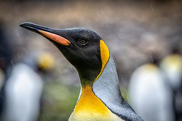 Manchot royal en Géorgie du Sud sur Ron van der Stappen
