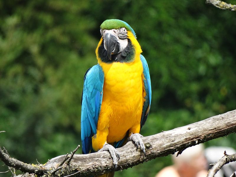 Yellow and Blue by Ronald Wakker