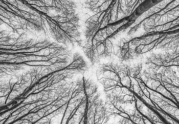 Hohe Baumkronen in Amsterdam