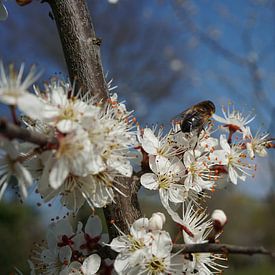 Blüte im Frühling von YVON Bilderbeek