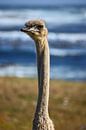 southafrica ... long neck von Meleah Fotografie Miniaturansicht