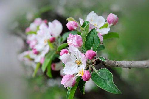 Fleurs de pommier