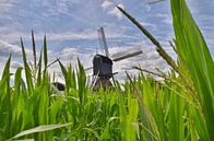 Hollandse water wipmolen boven het mais van John Wiersma thumbnail