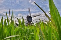 Moulin à eau hollandais au-dessus du maïs