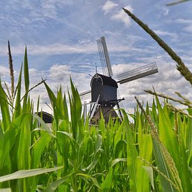 Niederländische Wasser wippmill über dem Mais von John Wiersma