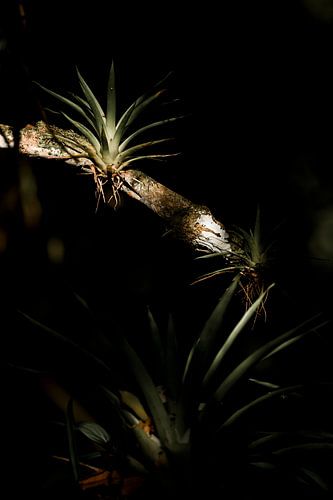 Licht en Schaduw in de Jungle De Subtiele Schoonheid van Epifyten