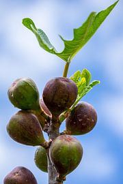 Nahaufnahme eines Zweigs mit reifen Feigenfrüchten und Blättern auf einem Baum