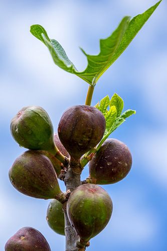 Close up van tak met rijpe vijgenvruchten en bladeren aan een boom