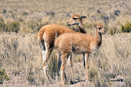 Vicunas in Peru