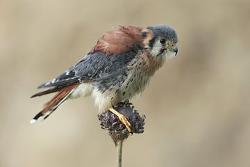 Amerikaanse Torenvalk (Falco sparverius) van Ronald Pol