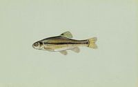 Amerikaanse dikkop-elrits (Fathead minnow fish) van Fish and Wildlife thumbnail