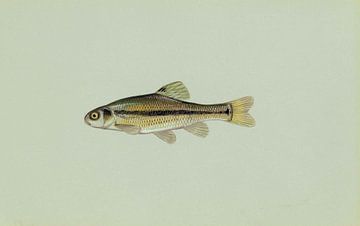 Amerikaanse dikkop-elrits (Fathead minnow fish)