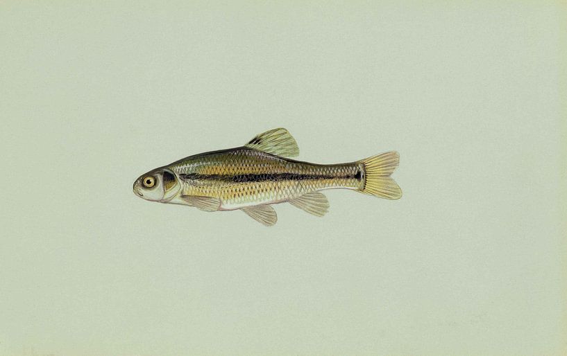 Amerikanische Goldmakrele von Fish and Wildlife