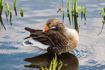 Duck with legs in the water by Devlin Jacobs