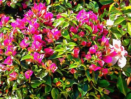 Bougainvillea Bounty by Dorothy Berry-Lound
