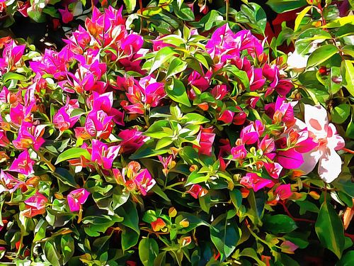 Bougainvillea Bounty