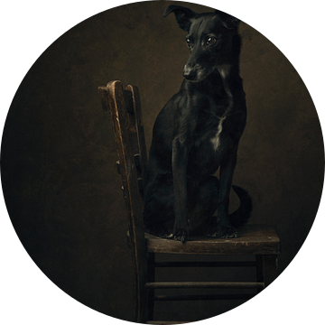 De Whippet van Carolien van Schie