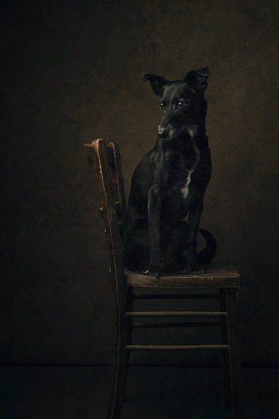 De Whippet van Carolien van Schie