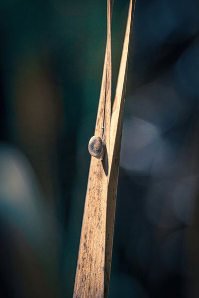 Sunbathing by Pixel4ormer