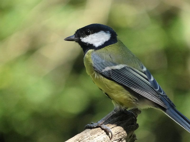 Titmouse by Be-eR fotografeert