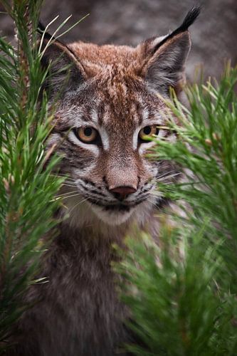 Snuit lynx close-up