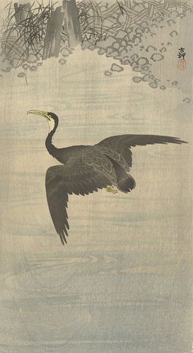 Aalscholver in vlucht van Ohara Koson