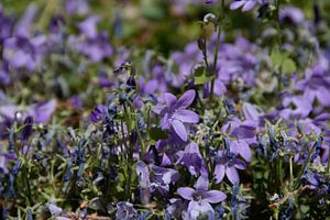 Violette Blumen von Simen Crombez