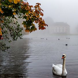 swan lake von andreas dauer