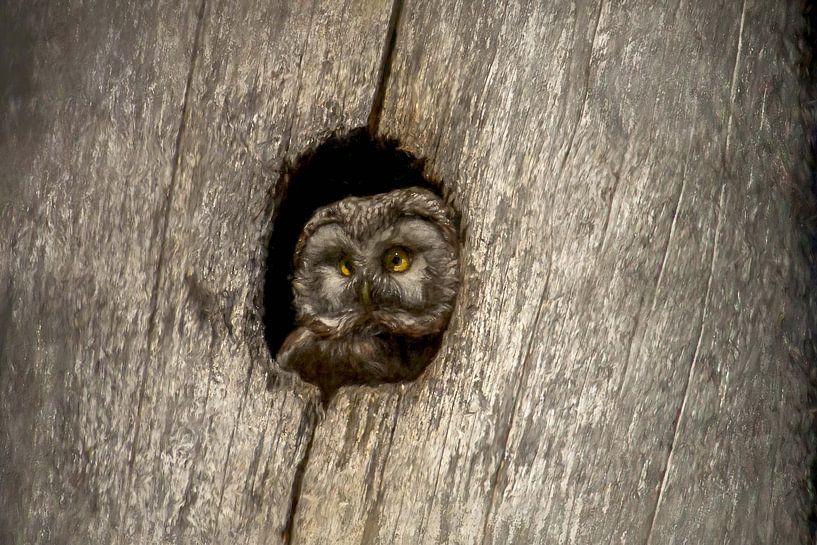 Boreal owl on the lookout by Marco Lodder