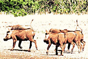 Wrattenzwijnen gemengde techniek