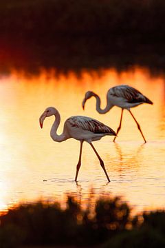 Harmony in Two - Flamingo's during sunset by Femke Ketelaar