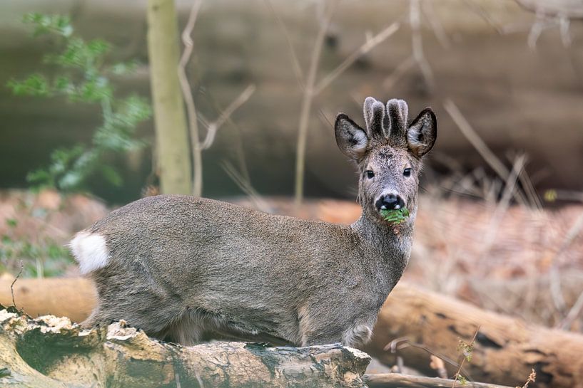 Roe deer at its breakfast by Louise Poortvliet