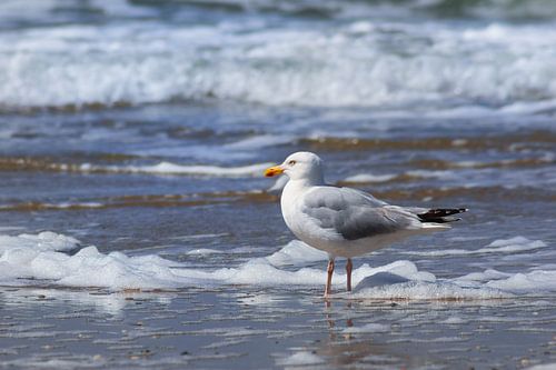 Möwe am Strand