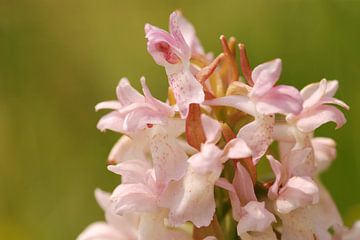 Vleeskleurige orchis close-up
