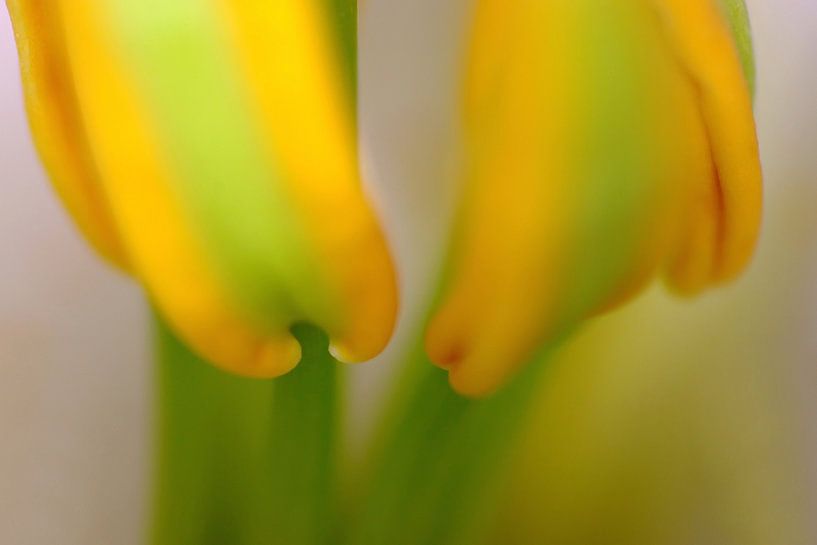 The Inner Lily van Marlies Prieckaerts