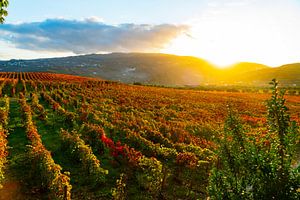 Trauben in einem Weinberg in der Nähe der Weinplantage Pacheca am Fluss Douro in Portugal