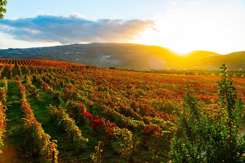 Druiven in een wijnveld bij de Pacheca wijnplantage aan de douro rivier in Portugal van Ivo de Rooij