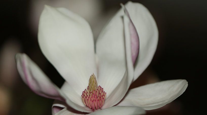 Magnolia in boei van Bärbel Severens