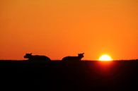 Evening Sheep by Koolpics thumbnail