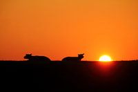 Evening Sheep