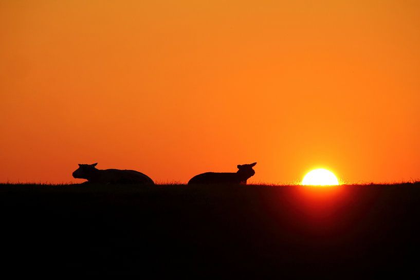 Evening Sheep by Koolpics