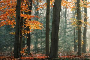 Beech Colors