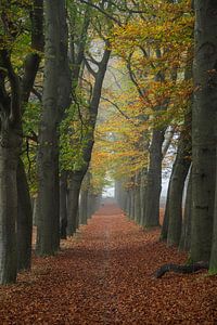 Eichenallee in schönen Herbstfarben in den Planken Wambuis an der Veluwe