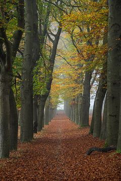 Laan van eikenbomen in prachtige herfstkleuren in Planken Wambuis op de Veluwe van Bram Lubbers